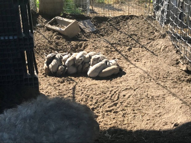 Mangalica vlasztsi malac elad