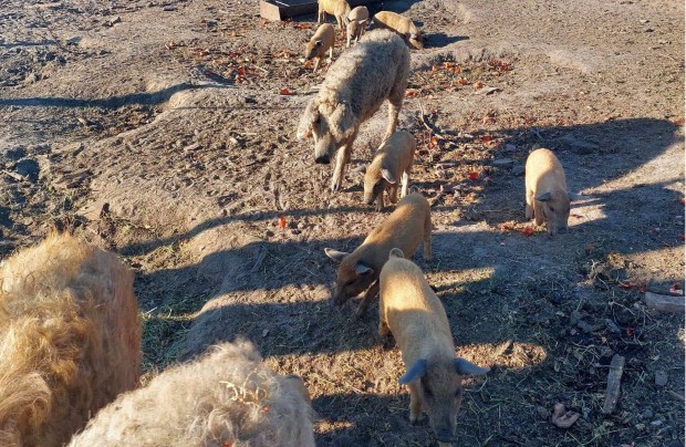 Mangalica vlasztsi malacok