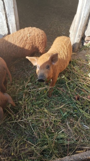 Mangalica vlasztsi malacok