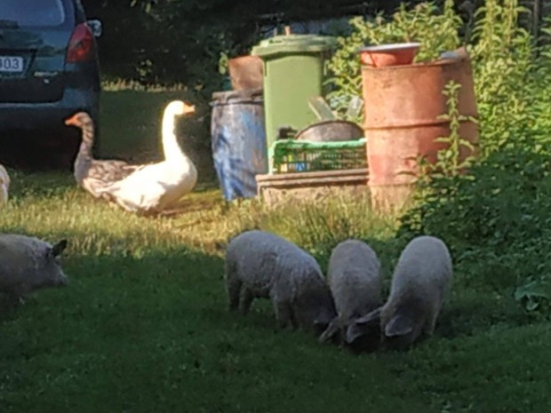 Mangalica vlasztsi vlaszts malac 5 db elad