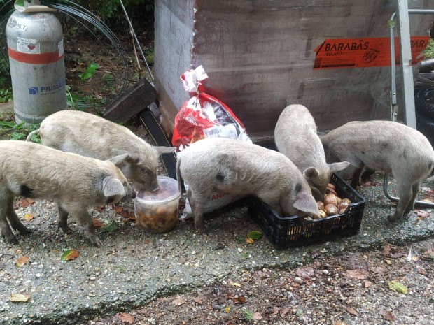 Mangalica vlaszts (vlasztsi) malac elad 7db