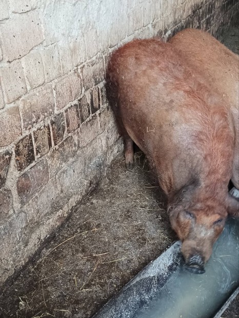 Mangalica vemhes koca