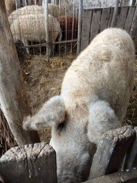 Mangalica vemhes koca elad