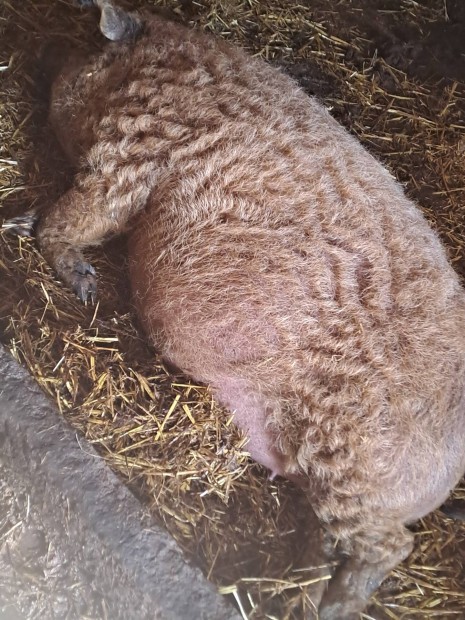 Mangalica vemhes kock!