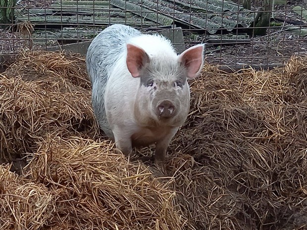 Mangalica vietnmi keverk koca