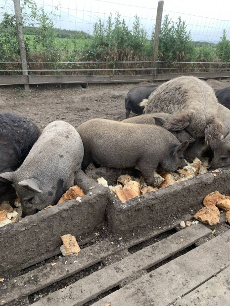 Mangalica vietnmi keverek sldk