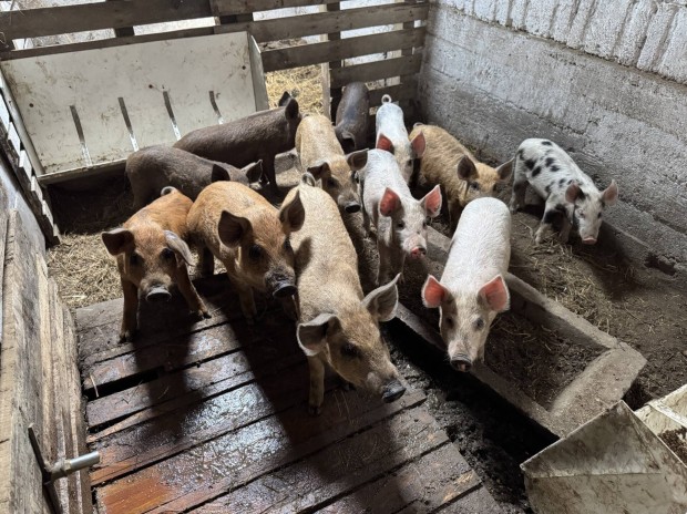 Mangalica x Duroc és Mangalica x Pietrain malacok eladóak