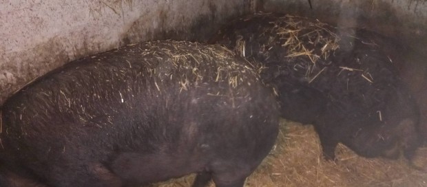 Mangalica x Duroc hz elad!