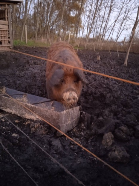 Mangalica x Durok