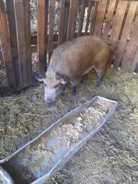 Mangalica x Nagyfehr Hiz