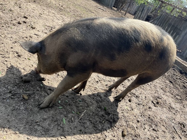 Mangalica x duroc hz elad 