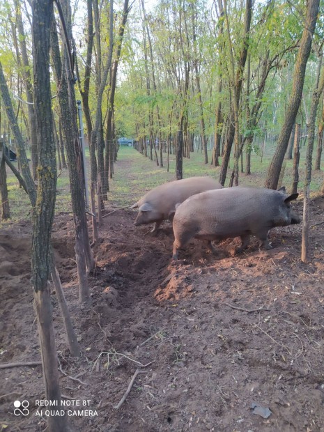 Mangalica x duroc hzk