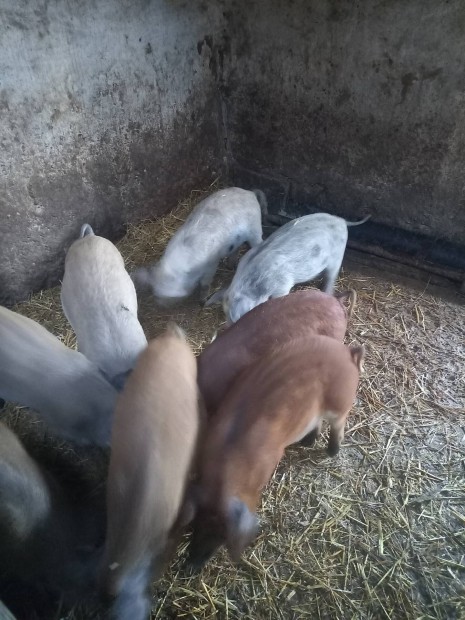 Mangalica x duroc malacok