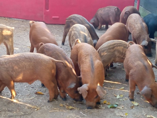 Mangalica x duroc malacok eladk