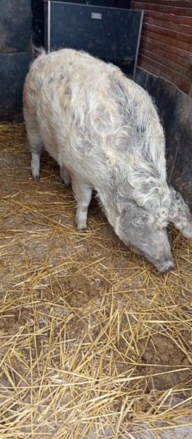 Mangalica x durok