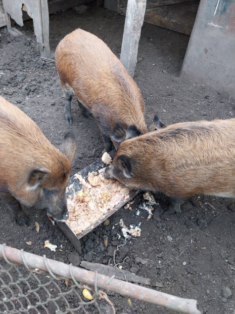 Mangalica x vaddiszn koca