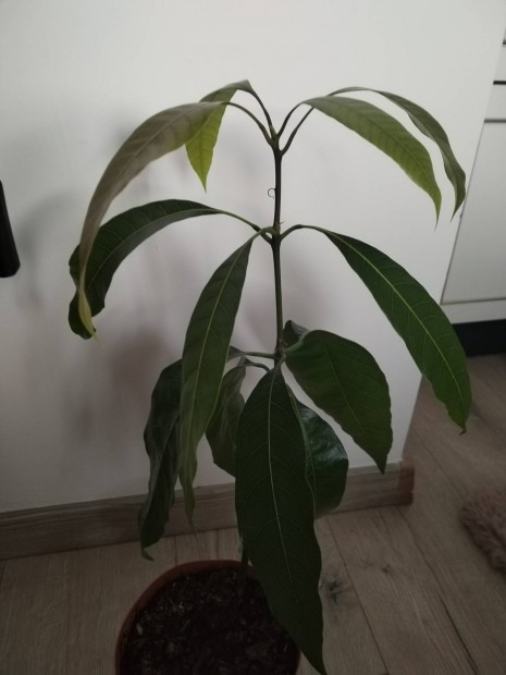 Mang� csemete magr�l kelt 40 cm