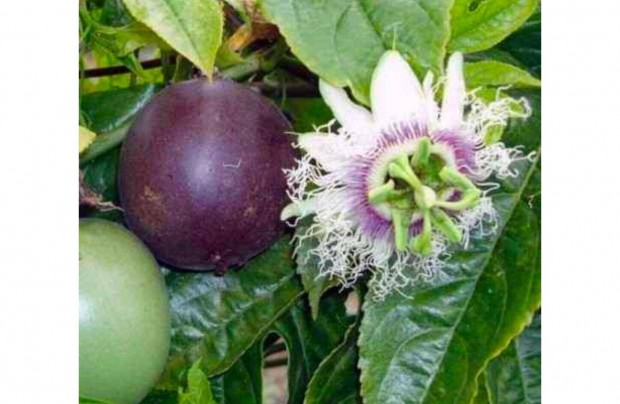 Maracuja, Golgotavirág- Passiflora edulis palánta