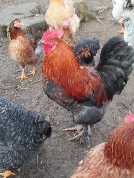 Marans kakas