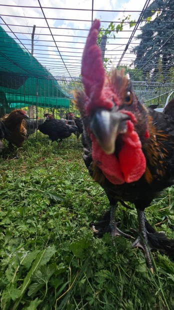 Marans kakasok
