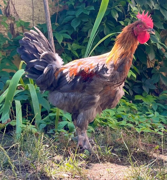 Marans kakasok!