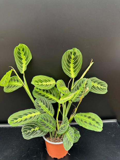 Maranta Lemon Lime