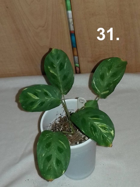 Maranta variegata