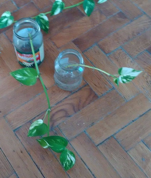 Márványos szobai futóka Epipremnum aureum szobanövény