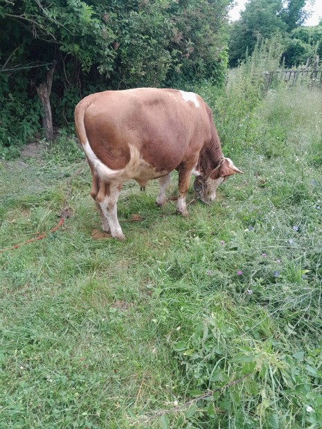 Mshol legelne bika borju