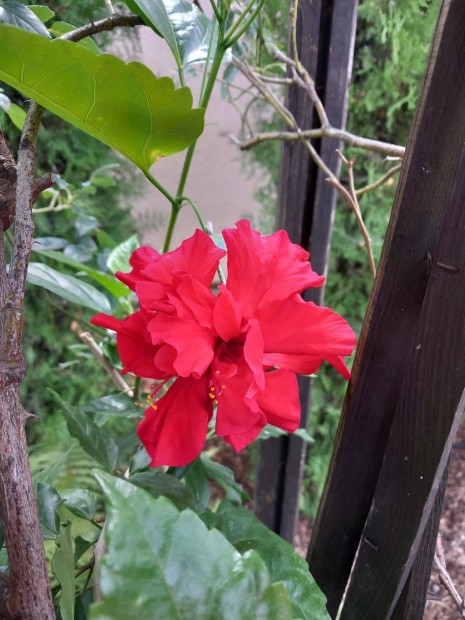 Masszv cserepes Hibiszkusz 40cm-es bokros