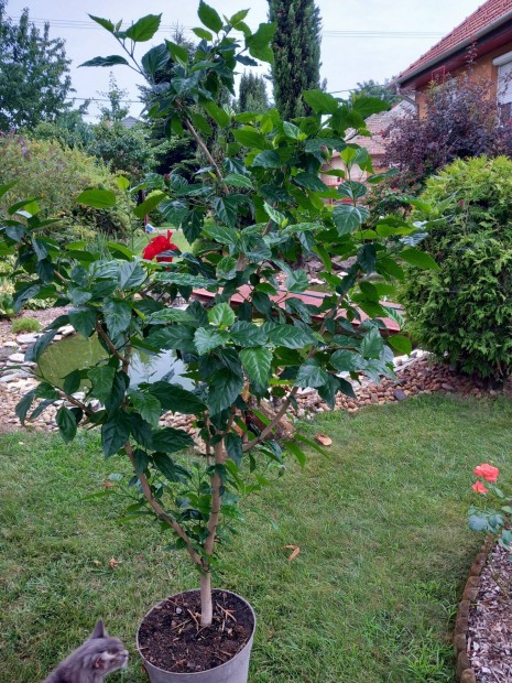 Mg mindig virgz hatalmas hibiszkusz fa bokor 180cm