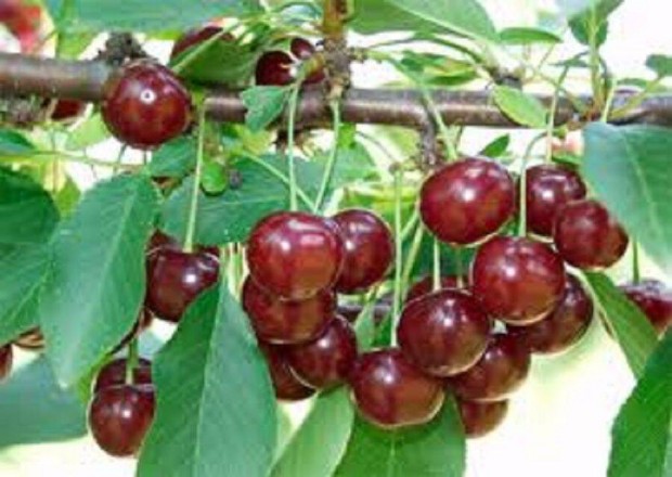 Meggy rdi bterm Prunus cerasus kontneres
