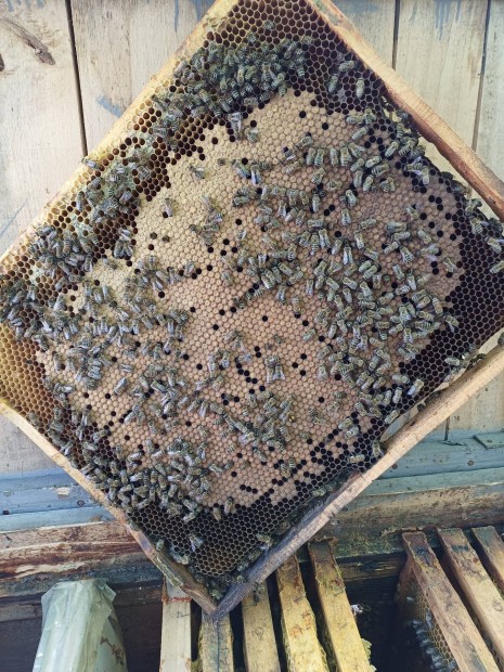 Méh NB méhek méhcsalád 