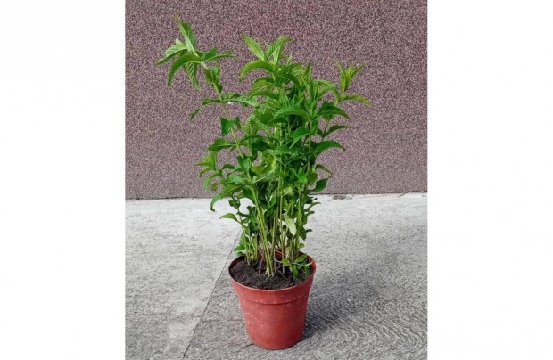 Menta elad - borsmenta