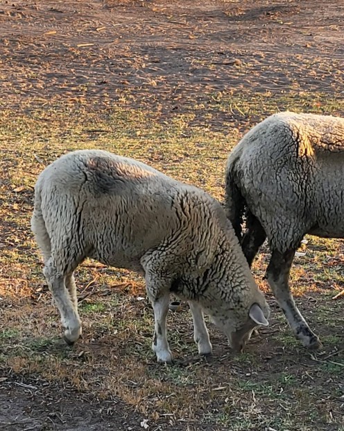 Merino brnyok elado