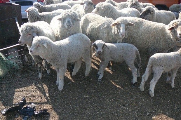 Merin� b�r�nyok eladok