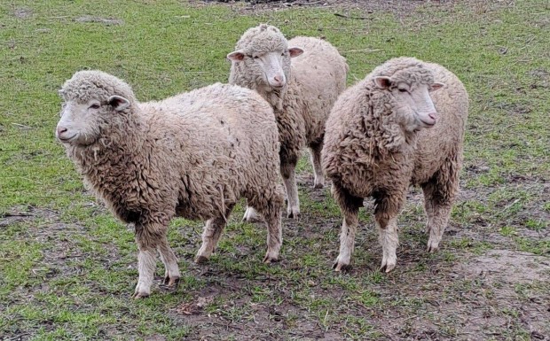 Merin� juhok elad�k