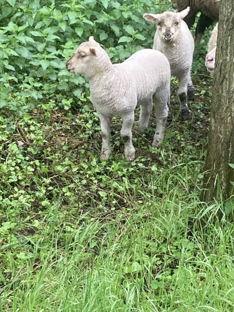Merino kos brny