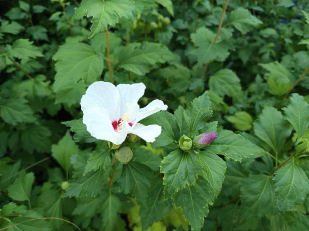 Mteres vel, fagytr Syr Hibiszkuszok lila s fehr sznben eladk!