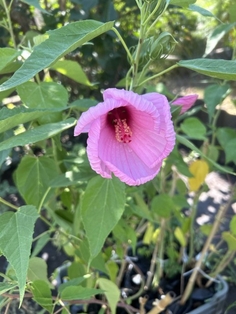 Mexiki Petonia Mocsari hibiszkusz