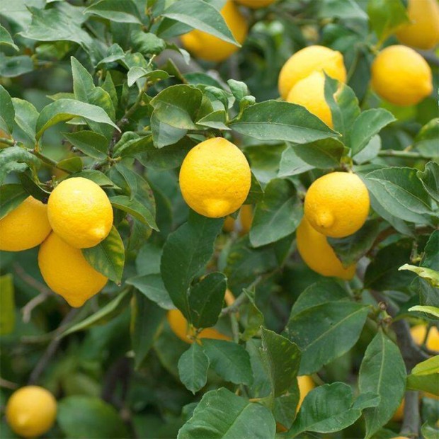 Meyer citrom oltvny elad
