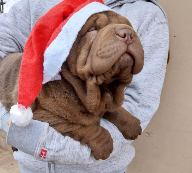 Mikuls shar pei