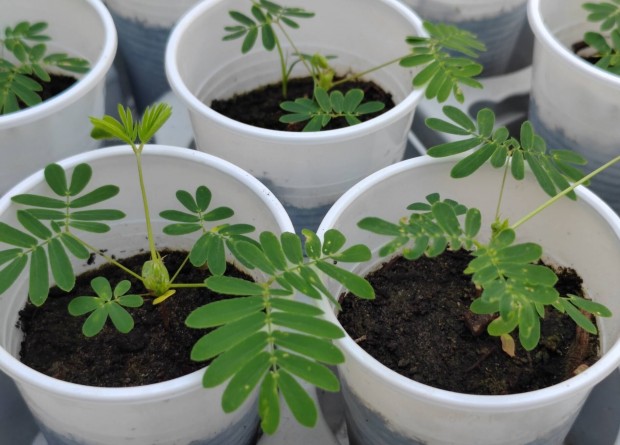 Mimza, Mimosa pudica csemete