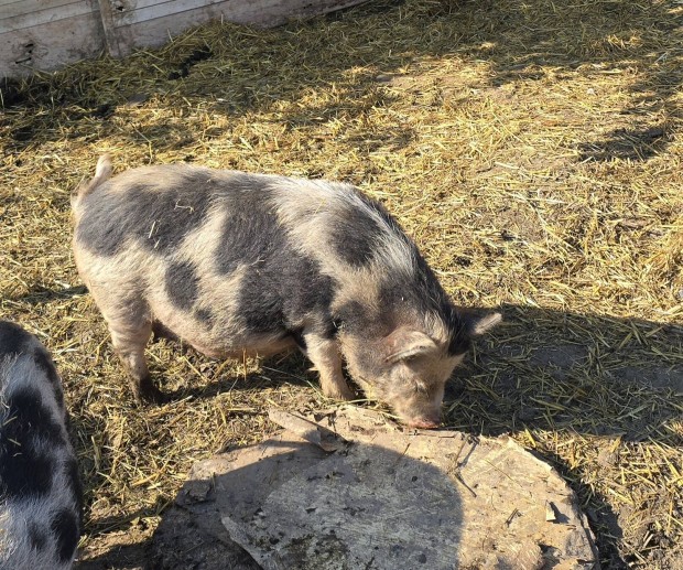 Minesotai törpe malac hasas eladó