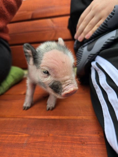 Minessotai törpe malac vegyes ivarban foglalható!