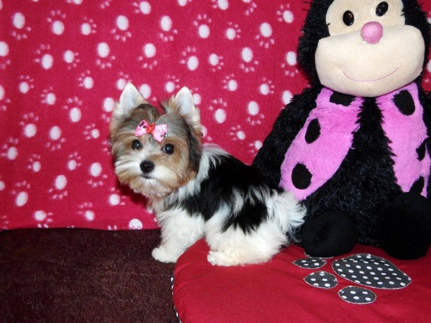 Mini Álomszép Biewer Yorkshire terrier Yorki lány veszettségi oltással