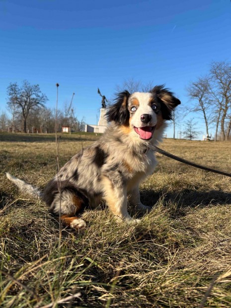 Mini Aussie / Mini Amerikai juhász szuka blue merle