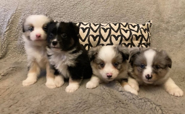 Mini Aussie , Mini Ausztrl juhsz , Mini Amerikai kiskutyk