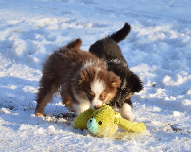 Mini Aussie kiskutyk trikolor sznben