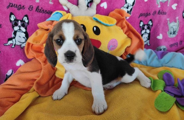 Mini Beagle baba